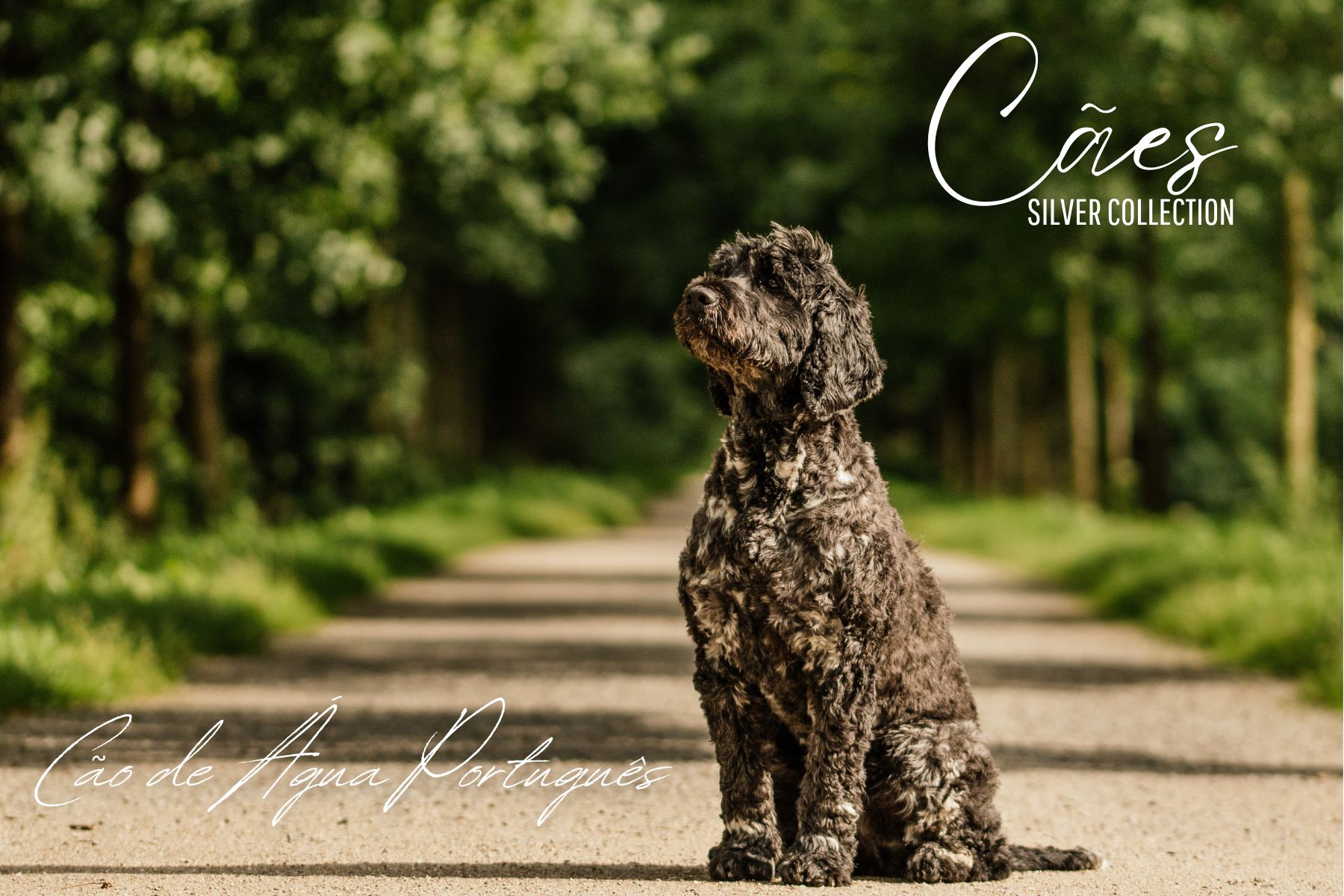 Cão de Água Português da coleção Cães da Leitão & Irmão